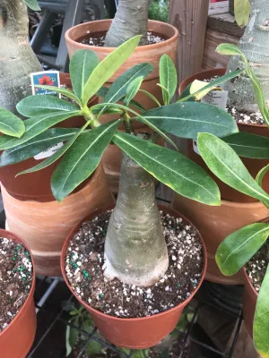 Desert Rose