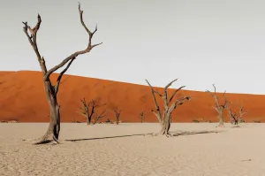 Dry Land